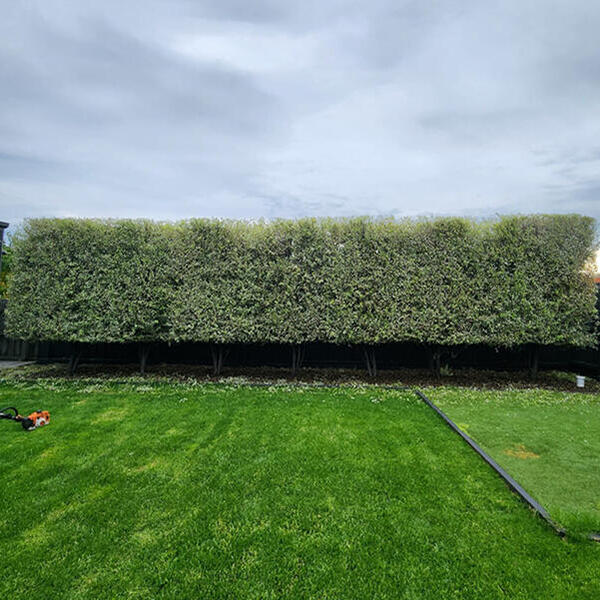 Image 5 Hedge