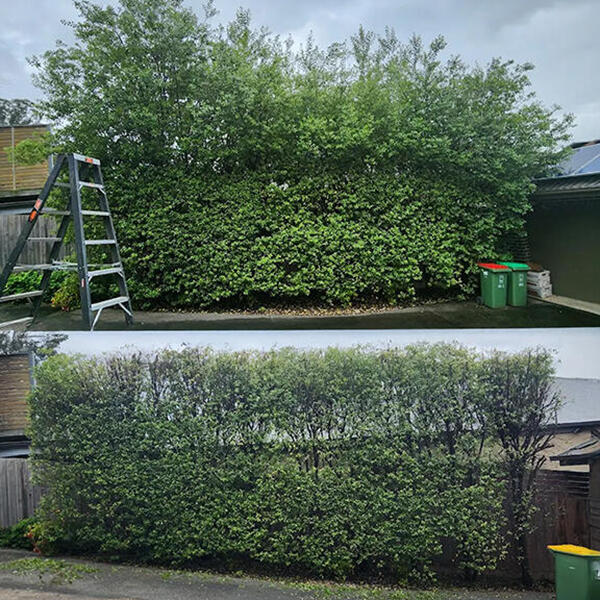 Image 8 Hedges Image 8 Hedges