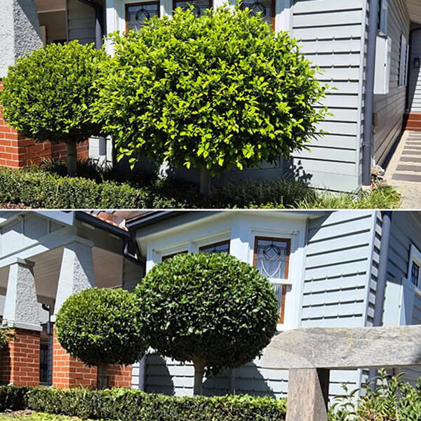 Image 7 Round Bushes